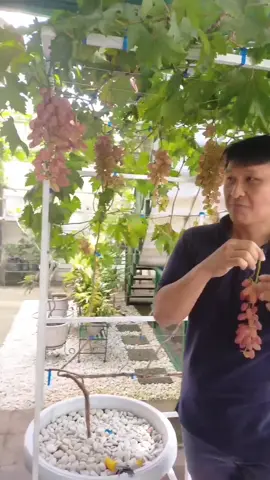 menanam anggur cantik di pot  #fyp #monstera #philodendron #adenium #anggrek #kebun #bibitbuah #arsitek 