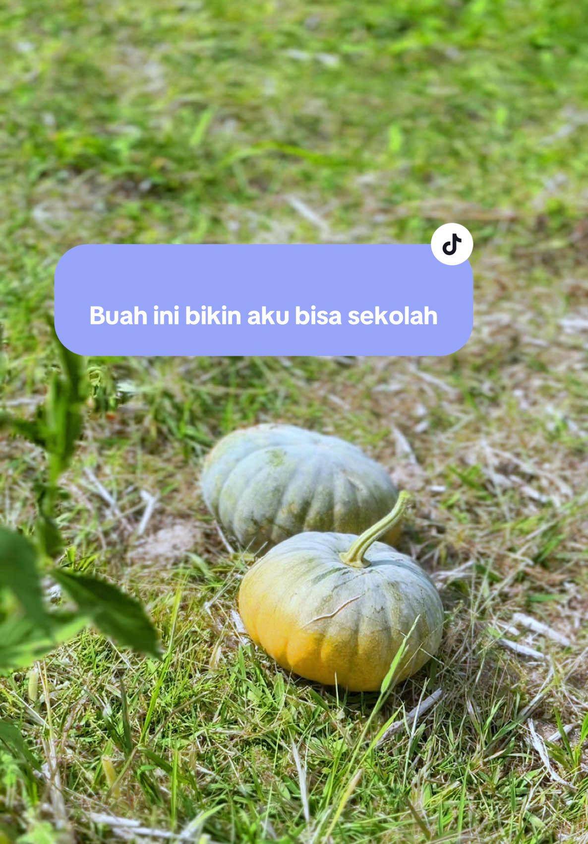 Ada  ga di kota kalian ada buah ini…?