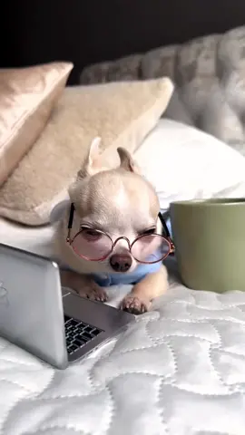 Chihuahua Cute Momments -2