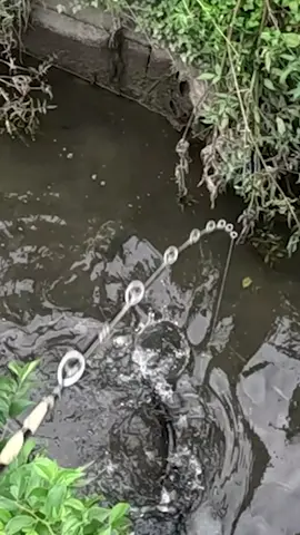 Japanese Catfish Bite Collection💥 #fishing #catfish