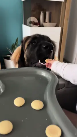 Snack time🍪 #leonberger #dog #giantdog #gentlegiant #dogoftiktok 