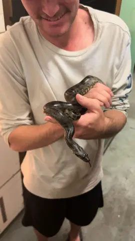 This new born anaconda(YES NEW BORN😱) will grow to be the worlds heaviest snake reaching over 200kg as a female. #snake #reptile #animal#anaconda #zoo #baby #amazon #southamerica #australia #tiktok #fyp #foryou #foryoupage 