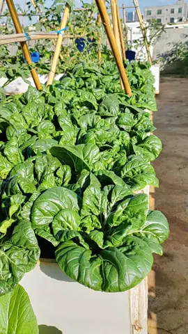 Hạt Giống Rau Cải Bẹ Trắng #shophatgiong 