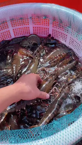 Tôm sú biển size này rất đắt và ngon #xuhuong #visinhnhapkhau #haisantuoisong #nuoitom 