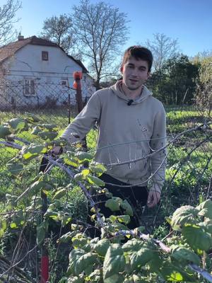 #саджанці #село #малина 