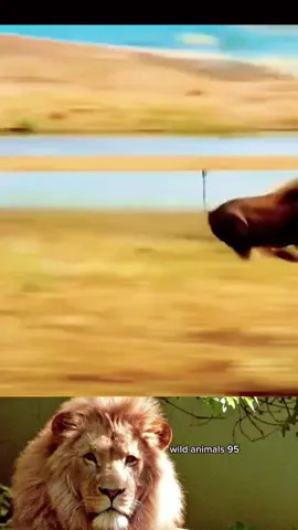 #wild #animals #work #trending #fyp #foryou 