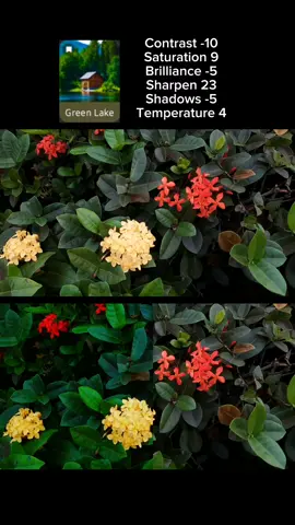 Bagian 4 | Colour Grading of Flower #naturevibes #colourgrading #flowers #cinematicvideo #colour #capcut 