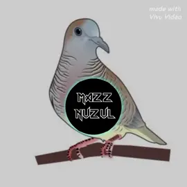 Notifikasi suara burung#fyp #fypシ #notification #notifwhatsapp #lewatberanda #lewatberandafyp #lewatberandamu 