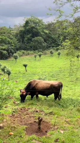 A morning on an ecological farm in La Fortuna, Costa Rica. We woke up to the cows right outside our window. The baby pig… the baby piggy had me SOBBING. he was a rescue from the previous night. he doesnt know they take care of their animals and dont eat them. my heart!!!! the way animals exude such strong emotions… i could never eat them. 😭 #pig #piggy #farm #finca #cows #herding #costarica #costarica🇨🇷 #lafortuna #volunteer #volunteering 