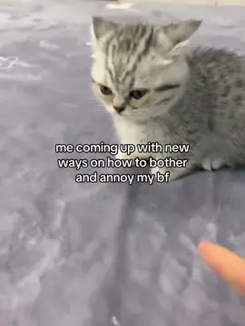 relatable ? 😭 #fyp #catmeme #catsoftiktok #relatable #couple #fy #Love #relationshipmemes 