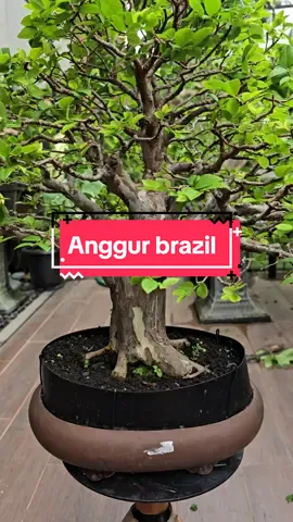 Anggur brazil best ten 🥰 FS #fyp #kumabonsai #jualbonsai #bonsai #hobbybonsai #kontesbonsai #kupalandak 