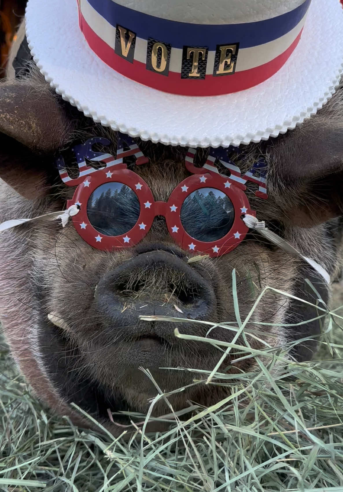 Winston wants to encourage all his friends to vote! He can’t so he needs you to make your voice heard!#winston #winstonthepig #thewinstonthepig #pig #pigsoftiktok #pigs #minipigs #petpig #pigowner #cutepig #vote #vote2024 #hope 