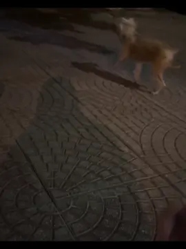 trời ơiii sao lại đáng yêu vậy hả đáng yêu quá trời đi mất cục cưng cục cưng đáng yêu quá trời đì à ~