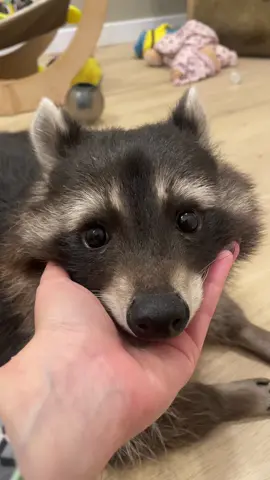 My fans are breaking in to kidnap me! Why mum never treats me seriously? 👀 beware, world is a scary place, I’m telling you! #raccoon #raccoonsoftiktok #petlover #raccoonlife 