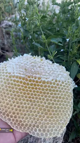 #مناحل_ابو_بتال_الخالدي #عسل المجرى#طبيعية #عسل🍯 
