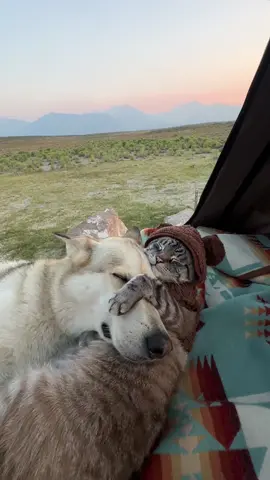 My love is mine, mine all mine 💕 #husky #puppylove #besties #catsoftiktok #adventurecat 