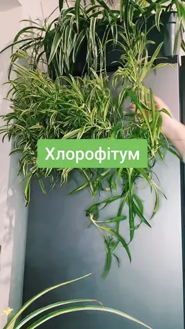 Мій водопад з хлорофітума!  🌿 Подивіться на ці відростки – справжня краса природи!  😍 Ця рослина не тільки прикрашає дім, але й очищує повітря. 🌬 #рослини #хлорофітум #кімнатнірослини #квіти #дім 