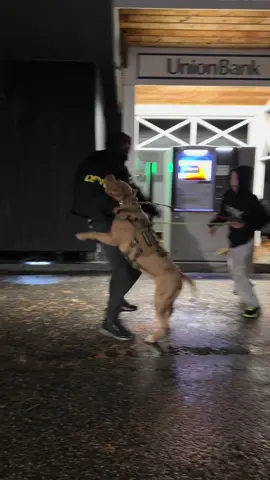 Pitbull protects young fella at atm machine at night! He understands the assignment 🫡💯💪🏾 #fyp #foryou #dogsoftiktok #DogTraining 