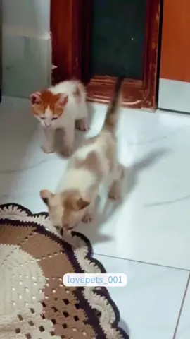 Funny kitten moments.#cats #cutecats #foryou #funnytiktok #funnyvideos #usa #funnyanimals #fypシ #viral #funnycat #funnypets #catlover 