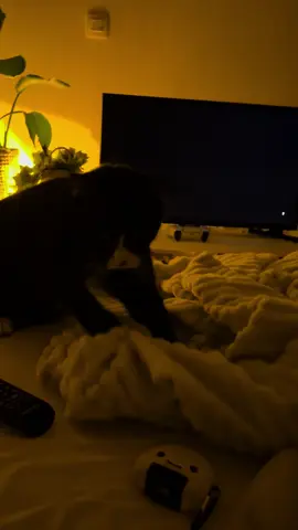 Il était prêt à le démarrer le chat à la télé 😂 #fyp #catsoftiktok 