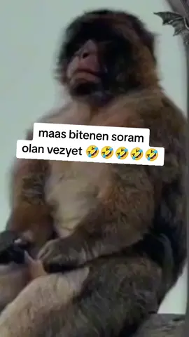 #kesfet #xirdalan #monkeys #foryourpage 
