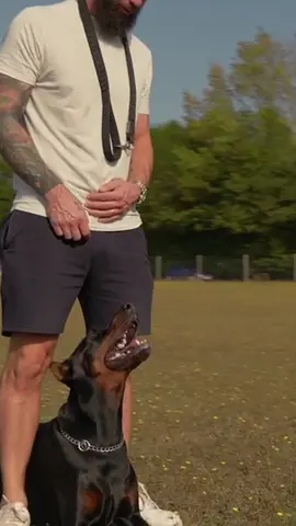 Amazing proof of hard work and determination🐶 #doberman #dogsoftiktok #essexdogtrainer #DogTraining #obediencetraining #workingdogs 