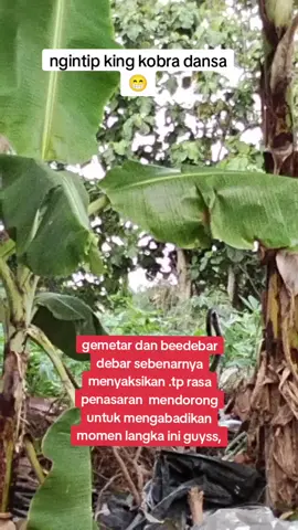 ##kobra##pertanian #fypシ゚viral 