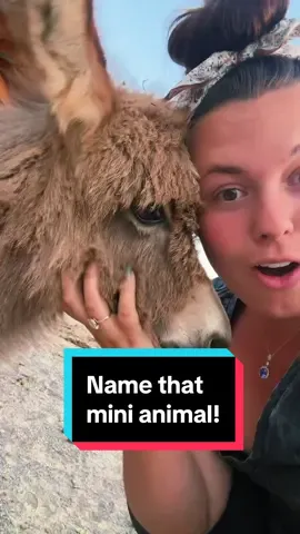 Name that mini animal!🐐🫏🐴 #minifarm 