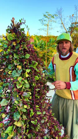 The magical Malabar Spinach! Incredible greens and colorful fruit for dyes! #malabarspinach #rareseeds #foodcoloring 