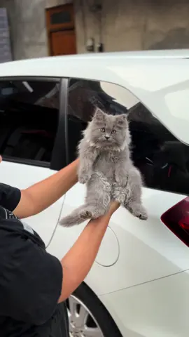 Singa apa nih namanya ? 😂 #reogponorogo #ponorogo24jam #catslovers #catsoftiktok #cats #fypシ゚viral #lion 