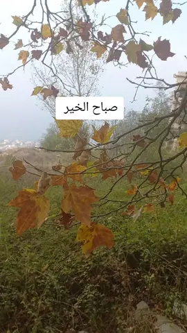 #صباح#الخير#دعاء#الاحبة#fyp 