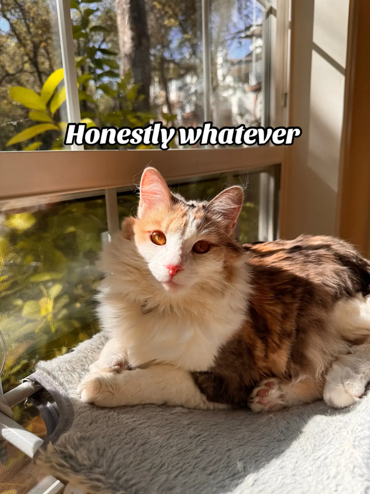 Nothing like having an accomplice 🤩 #catsoftiktok #cattok #dilutecalico #muffiegirl #trend 