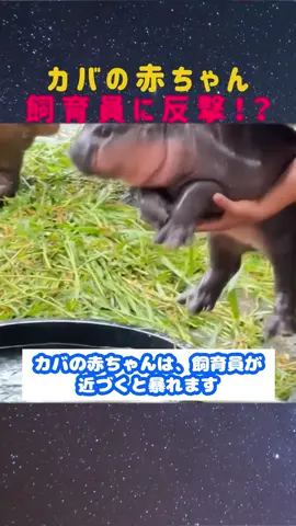 カバの赤ちゃん、飼育員に反撃！？#カバ #動物園 #面白動物 #膝を噛む #ハプニング 