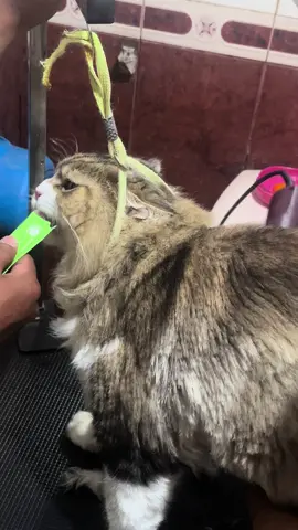 I've found the secret to a peaceful haircut 😂😂😂 #catsoftiktok #funnycat #siberiancat #catgrooming #fyp 