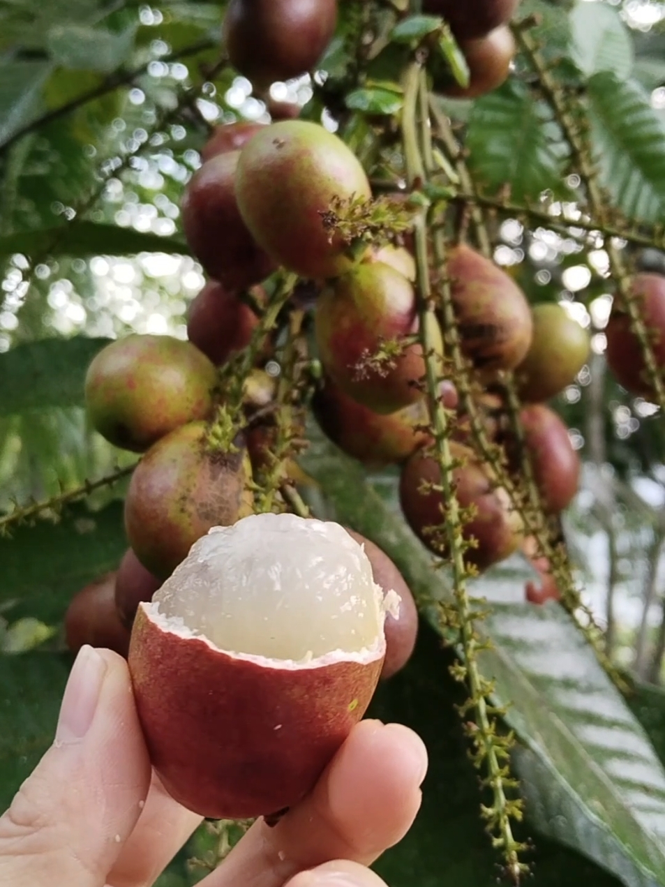 matoa #matoa #relaxing #relax #videoviral #video #tropical #fruit #kebun #kalbar #indonesia #tiktok #nature #Love #fyp #viral #asmr #panen #petik #buah #buahbuahan #petikbuah #matang#petikmatoa 