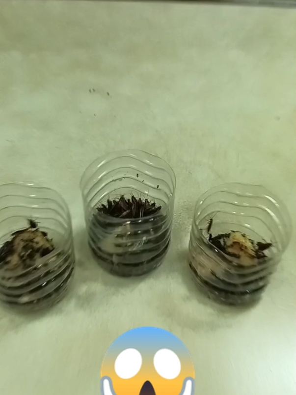 JEBAKAN KECOA #pelauttaiwan🇹🇼 #pmitaiwan🇲🇨🇼🇸 #tkw #tkwtaiwan #tkwhongkong #DIY #diyproject #diyindonesia #fypシ゚viral #fyp #fypシ 