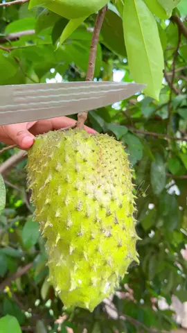 Mangz cầu gai thái#caygiong #caygiongnongnghiep #thichtrongcay #xuhuong 