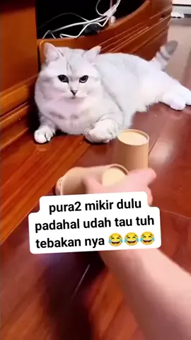 pintar banget meng 😹😹😹 #fypシ #lucu_ngakak #kucingtiktok #pecintakucing