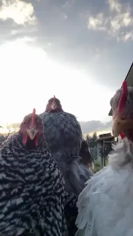 #goodmorning ##funny #fypシ゚viral🖤tiktok☆♡🦋myvideo #fypシ #fyppppppppppppppppppppppp #fypp #fyp #foryou #foryoupage❤️❤️ #fypviral #fypシ゚viral 