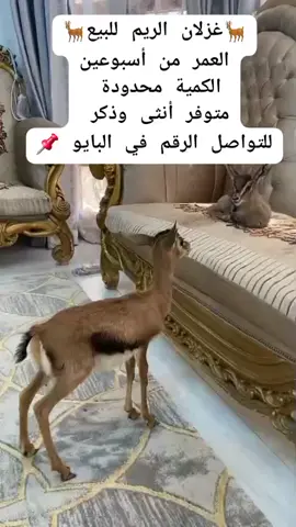 #دبي#الترند #شعب_الصيني_ماله_حل😂😂 #الغزلان#الشارقه #الامارات 