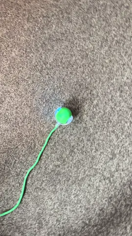 Charges easy with usb lead which comes with it ❤️#russianbluecat #kittensoftiktok #cattoys 