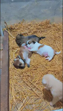 #pet #funnypets #xuhuong #fyp #xuhuongtiktok #viral #funnyvideos #funny #douyin #foryou #cute #trending 