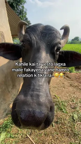 Sachi yrr😆😂#fypシ #sujanchhetry #tulsipurmuser❣️ #lyamahora #viral #foryou 