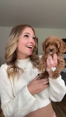 Verlieb mich jeden Tag neu in diesen Teddy 🧸🥹❤️  #maltipoo #maltipoosoftiktok #fyp #fy 