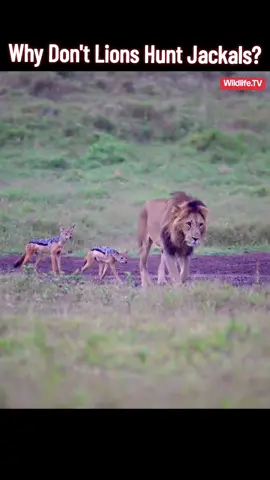 #nature #wildanimal ##wildlife #tiktakchannel5 