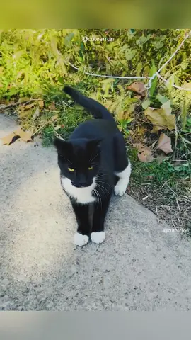 Episode 119 | 😂😂#cat #cats #catsoftiktok #pet #pets #PetsOfTikTok #fyp #fypシ #funnyvideo #funnyvideos #animal #animals #orangecat #funny #blackcatsoftiktok #blackcat #foryou #🤣 #🤣🤣🤣 