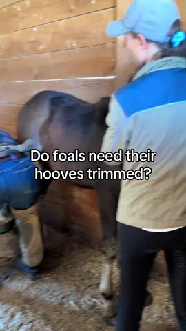 Her smile at the end 😁 #fyp #foal #hoof #trim #farrier #horse #horsetok #farmlife #equestrian #babyhorse