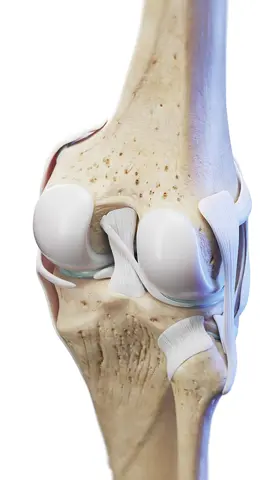 🦵 How Does Your Knee Joint Move? 🦵 Watch as bones and cartilage work together to provide stability and shock absorption. #KneeJoint #BonesAndCartilage #SciePro #EduTikTok #anatomy #anatomystudy #3d #vray #pt #ortho #physio #joint #animation #zbrush #autodesk #medical #meded #medstudent #osteopathy #chiropractic #education #health