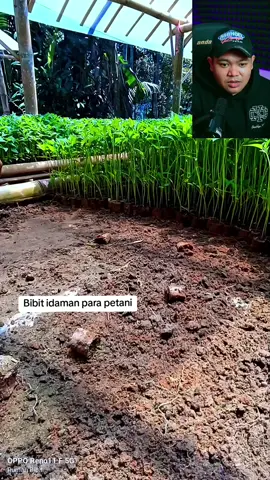 #CapCut #cappanahmerah#fypシ 