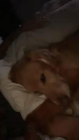 mood today after a day off #dog #dogsoftiktok #fyp #viral #goldenretriever #dogmom #morningroutine 